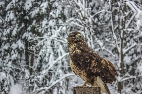 Vahşi kartal portre Kış Doğa manzara arka plan üzerinde kapatın