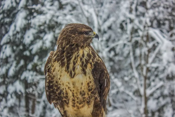 Wilde Adler Schließen Porträt Auf Winter Natur Landschaft Hintergrund — Stockfoto