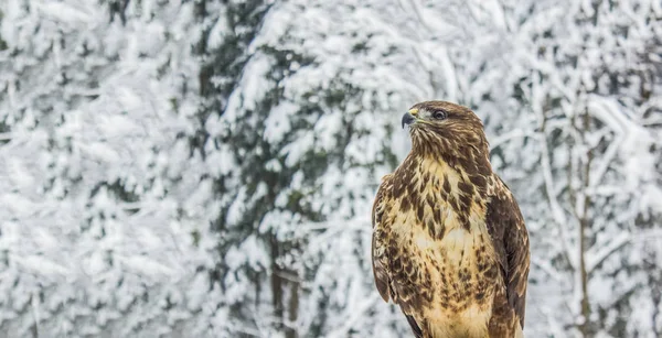 Dzikiej Orlicy Zamknąć Portret Tle Krajobrazu Natura Zima — Zdjęcie stockowe