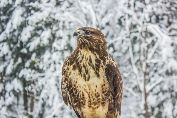 Aquila Selvatica Chiudere Ritratto Inverno Natura Paesaggio Sfondo — Foto Stock