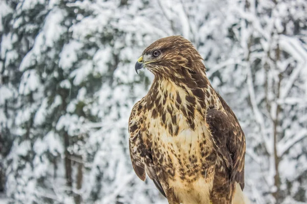 ワイルドイーグル閉じる冬 自然風景の背景の肖像画 — ストック写真