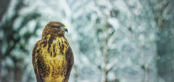 Águila Salvaje Retrato Cerca Invierno Naturaleza Paisaje Fondo —  Fotos de Stock