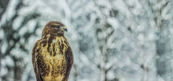 Wild Eagle Sluiten Portret Winter Natuur Landschap Achtergrond — Stockfoto