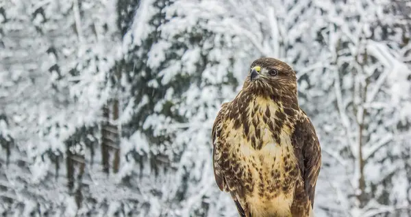 Aquila Selvatica Chiudere Ritratto Inverno Natura Paesaggio Sfondo — Foto Stock