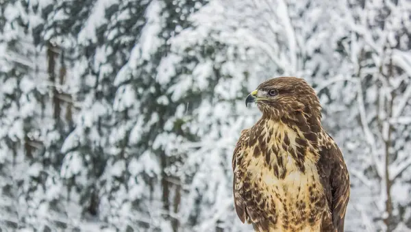 Selvaggio Vicino Aquila Ritratto Bianco Inverno Sfondo Paesaggio — Foto Stock