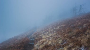 Kış orman doğa manzarası