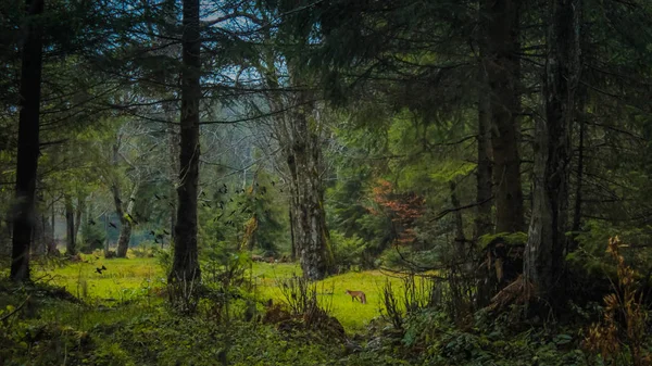 Automne Forêt Montagne Nature Paysage — Photo