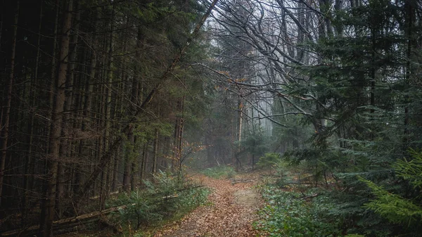 冬季森林自然景观 — 图库照片