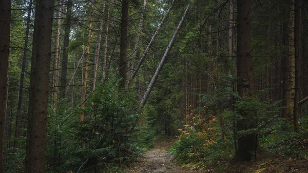 冬の森の自然風景 — ストック写真