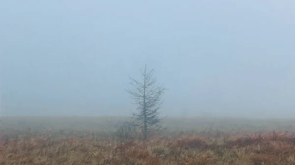 Зимний Лес — стоковое фото