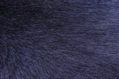 Yerli kedi yün koyu mavi doku