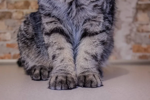Garras Gato Domésticas Com Espaço Para Cópia Texto — Fotografia de Stock