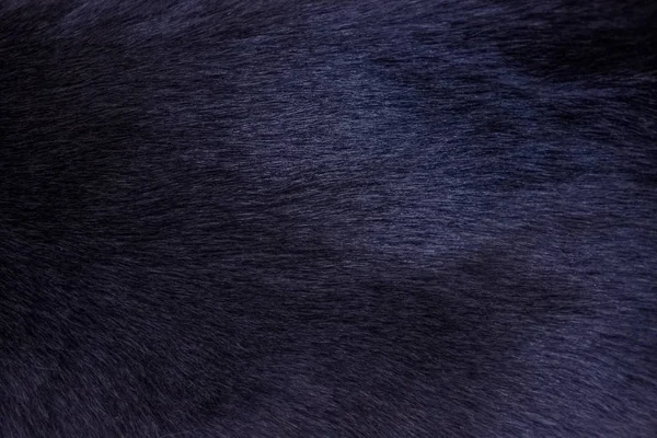 Lana Gato Doméstica Textura Azul Oscuro — Foto de Stock
