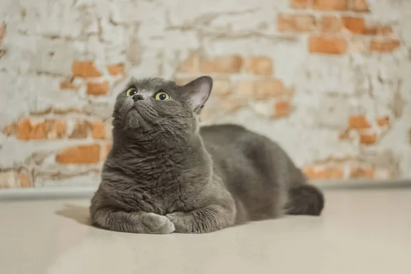 Británico Doméstico Gato Cerrar Retrato — Foto de Stock