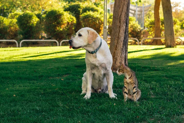 Animal Refugio Concepto Fondo Pantalla Fotografía Con Divertido Perro Gato —  Fotos de Stock