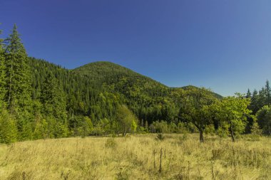 Dağlık ladin ormanları, dağ manzarası açık hava saatinde, mavi gökyüzü arka planıyla doğal çevre. 