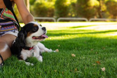 Mutlu Kral Charles Cavalier 'in duvar kağıdı poster fotoğrafçılığı. Yetişkin köpek portresi. Sunny Park' ın yeşil çimenlik çayırının yanında duruyordu.