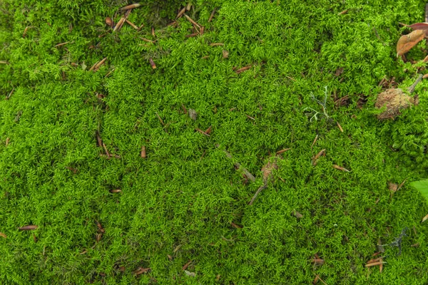 Frodig Mossa Levande Grön Färgglada Växt Täcka Bakgrund Strukturerad Naturlig — Stockfoto
