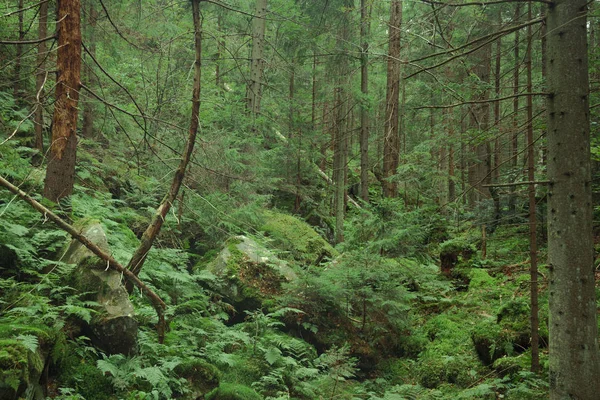 Profondo Altopiano Bosco Fiabesco Abete Rosso Felce Verde Fogliame Natura — Foto Stock