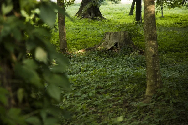 Gewoon Park Outdoor Landschap Groen Natuur Omgeving — Stockfoto