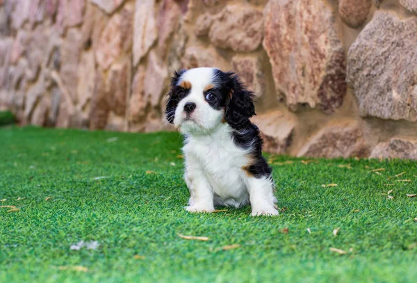scared little King Charles Cavalier adorable puppy on back yard outdoor space with green grass and stone wall background