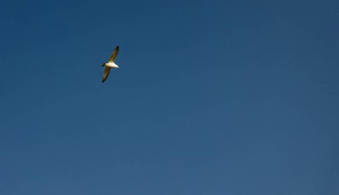 Tek uçan kuş mavi gökyüzü özgürlük konsept arka plan fotoğraf afişi boş metin alanı ile burada