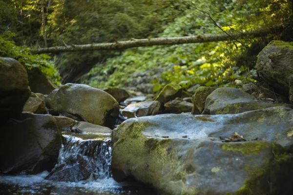Majestoso Artístico Suave Foco Highland Montanha Floresta Paisagem Panorâmica Vista — Fotografia de Stock