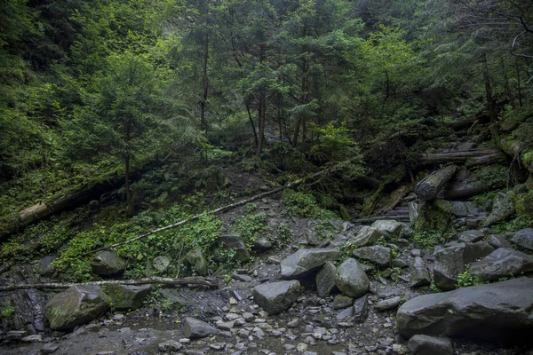 Foresta Mattutina Umida Con Molto Muschio Fogliame Verde Nel Paesaggio — Foto Stock