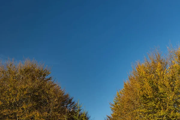 Herbst Saison Tapete Landschaft Landschaft Ansicht Der Bäume Äste Gelb — Stockfoto