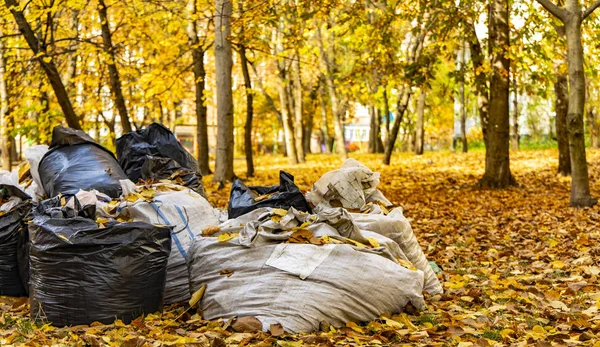 Schoonmaakresultaten Vuilniszakken Met Veel Vallende Bladeren Het Park Buiten Tuin — Stockfoto