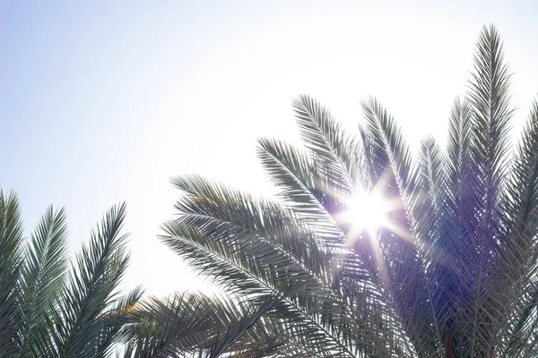 Hojas Palma Luz Del Sol Brillante Verano Sur Vista Panorámica — Foto de Stock