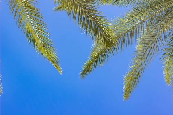 Trópico Día Brillante Fondo Natural Hojas Palma Cielo Azul Vacío —  Fotos de Stock