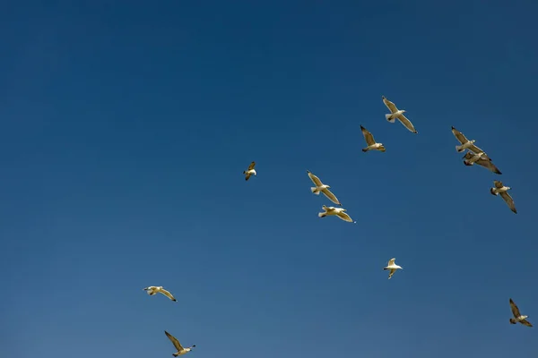 Latające Ptaki Dzika Przyroda Migracja Koncepcja Natura Fotografia Pustym Błękitnym — Zdjęcie stockowe