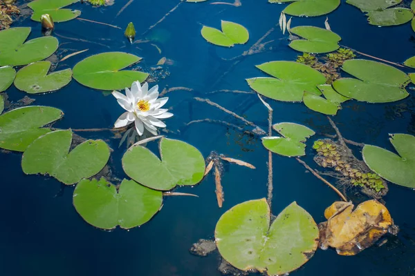 睡蓮白い花と緑の葉湖の滑らかな青い水の背景春の花自然風景写真 — ストック写真