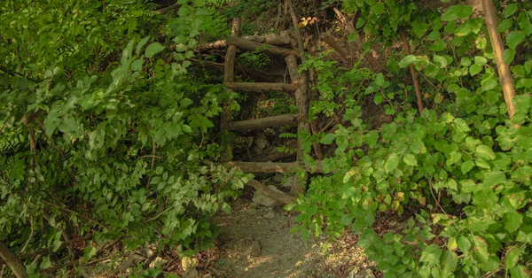 明亮生动的绿色森林树叶和手工制作的木制小楼梯通道 — 图库照片