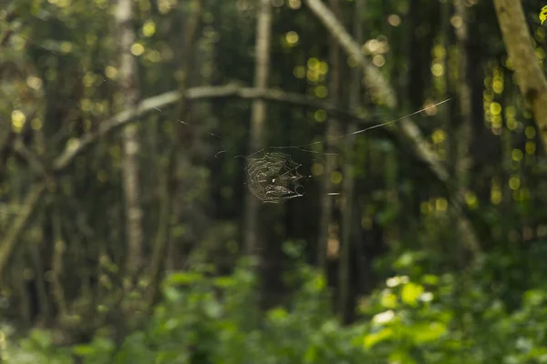 spider web construction wild life beauty in forest natural environment on unfocused blurred trees and foliage outdoor background