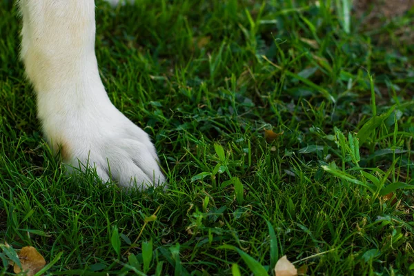 Huisdier Gouden Retriever Hond Poot Witte Wol Groen Gras Bodembedekker — Stockfoto