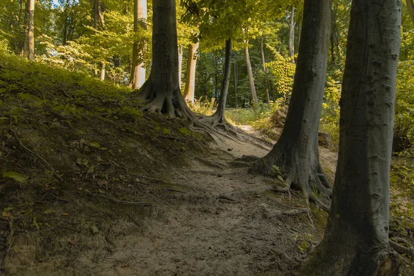 Forêt Ordinaire Printemps Temps Paysage Pittoresque Environnement Naturel Extérieur — Photo