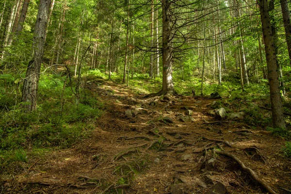 Büyük Ayı gölü yağmur ormanı görkemli manzara manzarası Kanada 'nın kuzeybatı dağlık bölgesi bahar mevsimi canlı yeşil renkli aydınlatma zamanı 