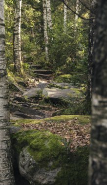 huş ağacı ormanı Kuzey Avrupa atmosferik karamsar manzara ormanlık bahar mevsimi hava durumu Hiçbir insan dikey resim 