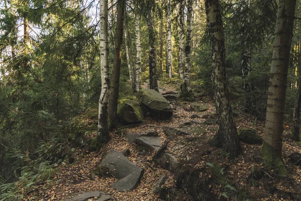 Severní Amerika Zelený Les Bříza Stromy Náladové Atmosférické Scenérie Krajina — Stock fotografie