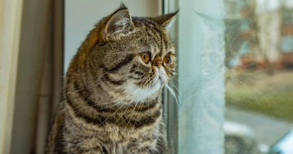 Foco Suave Triste Gato Exótico Retrato Animal Doméstico Sentar Peitoril — Fotografia de Stock