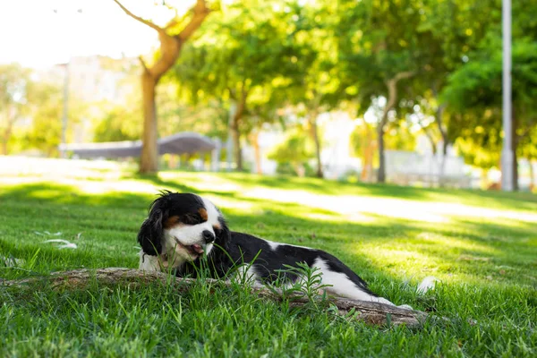 King Charles Cavalier Εγχώρια Πορτρέτο Σκύλου Που Ένα Πράσινο Γρασίδι — Φωτογραφία Αρχείου