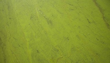 Yeşil küf su yüzeyini kaplıyor. Doğal arka plan manzarası batıyor. 