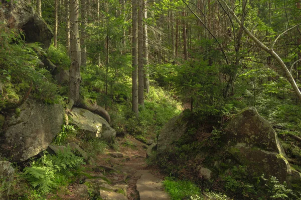 春のおとぎ話の山の森の荒野の風景松の木や絵の岩のカラフルな明るい自然環境 — ストック写真