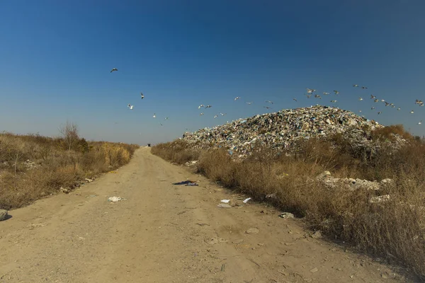 dump garbage hill pollution global disaster Earth concept photography outskirts country side field space dirt road horizon line and blue sky background with birds flying away, copy space