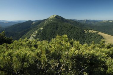 Parlak yeşil yalnız dağ manzarası iğne dallarından tepedeki ağaçlar açık hava saatinde mavi gökyüzünde. 