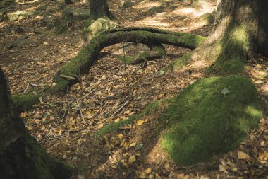 Eğri kök ormanı manzaralı açık hava. Düşen yapraklarla kaplı.  