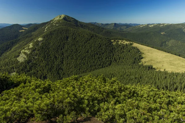 Primavera Tiempo Solitario Montaña Superior Pinar Cubierta Empinada Escalada Cárpatos —  Fotos de Stock