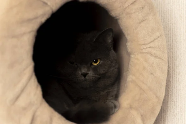 Retrato Gato Británico Aspecto Malvado Sombra Interior Suave Estante Con — Foto de Stock
